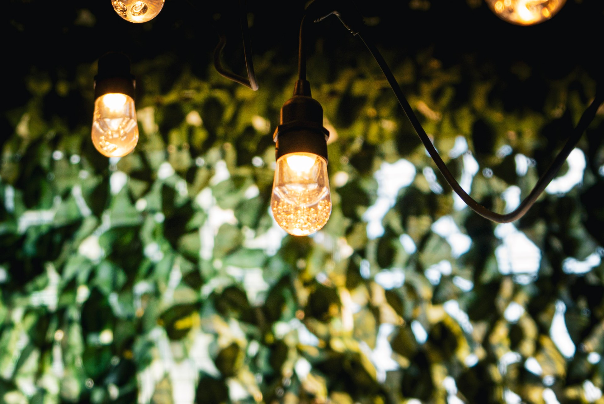 String lights through the greenery